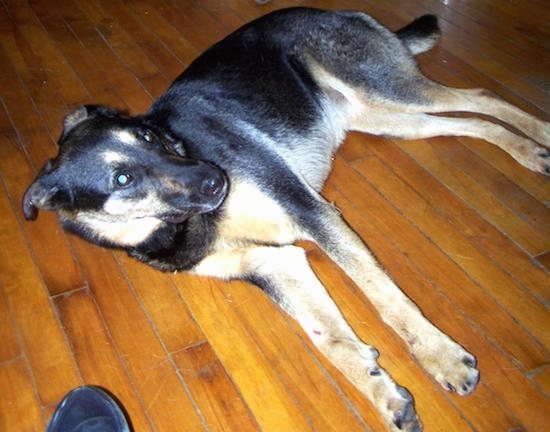 A large black with tan Shepweiler dog laying on its right side on a hardwood floor looking up.