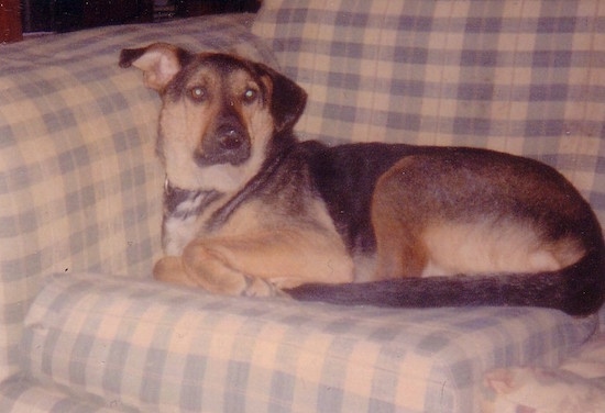 Side view - A large black with brown Shepweiler dog is laying across the back of a blue and tan plaid sofa looking forward.