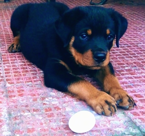 Front side view - A small black and tan Rottweiler is laying on a brick surface and there is a white hard boiled egg in front of it. Its front paw is about the same size as the egg.