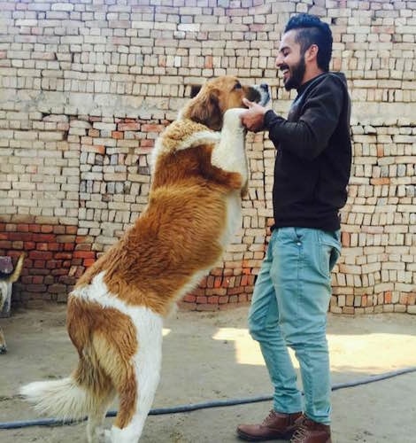 The right side of a brown with white Saint Bernard Dog that is jumped up with its front paws in the hands of a smiling man in front of it.