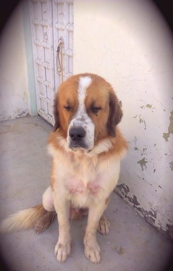 Front view - A brown with white Saint Bernard Dog is sitting on a concrete surface and it is looking down.