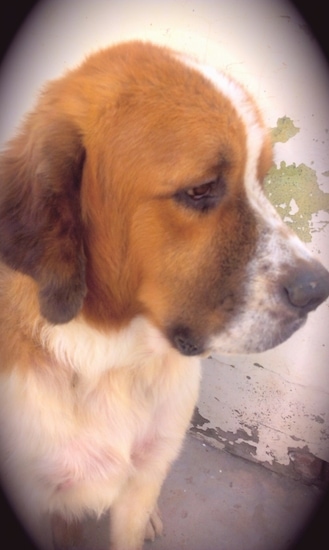 Close up - The right side of brown with white Saint Bernards face. The Saint Bernard is looking down and to the right. The dog has a very big head.
