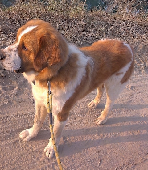 The front left side of a Saint Bernard Dog that is standing on a dirt path and it is looking to the left.