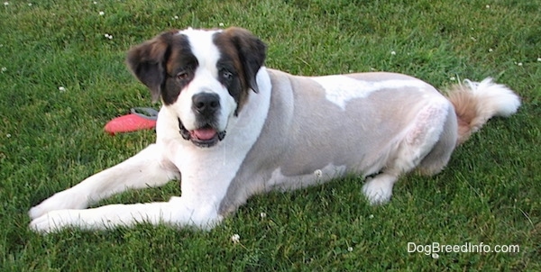 The front left side of a white with brown shaved Saint Dane that is laying across a field. It is looking up and its mouth is open. It has longer hair on its head, ears and tail, but its body is shaved to the skin.