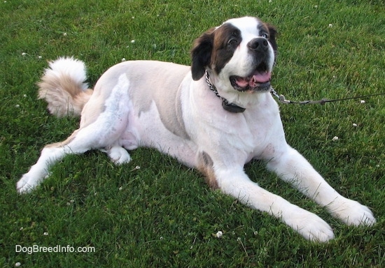 Front side view - A white with brown and black Saint Dane dog is laying down in grass looking up with its mouth open and it looks like it is smiling. Its coat is shaved short showing the pigment coloration on its skin. It has longer hair on its face and tail.