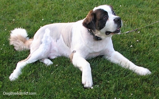 Front side view - A large breed, shaved, white with brown and black Saint Dane dog is laying in grass looking up and to the right. It has longer hair on its tail and head.