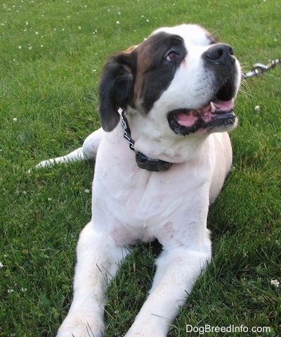 Front view - A shaved, white with brown and black Saint Dane is laying in grass, it is looking up and to the right. Its mouth is open and it looks like it is smiling.