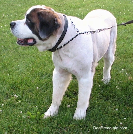 Front view - A shaved, white with brown and black Saint Dane dog is wearing a choke chain collar standing in grass looking to the left and its mouth is open.