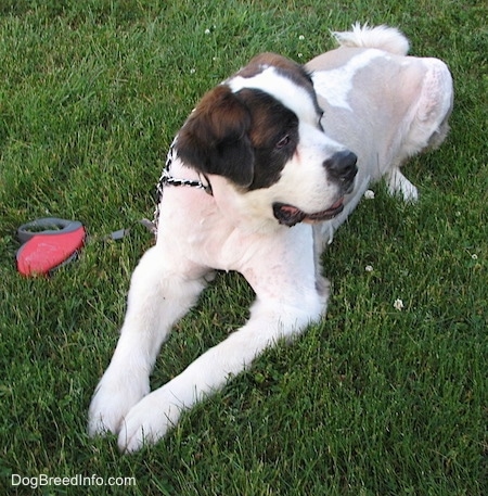 A shaved white with brown and black Saint Dane is laying in grass and it is looking to the right. There is a red and black retractable leash laying in the grass next to it.