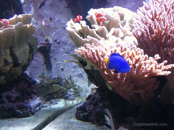 A blue tang fish and three orange, white and black striped clownfish are swimming around an anemone