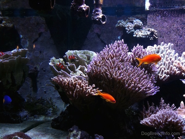 Three clownfish, a blue tang fish and two orange fish are around anemones
