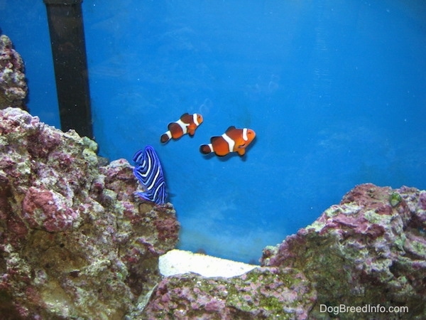 Two clownfish are swimming to a back glass pane. There is a blueface angelfish swimming over a rock