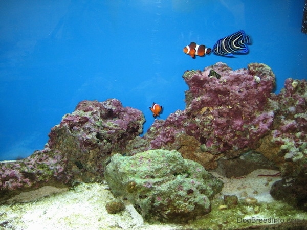 Two clownfish are swimming around pink and green coral with a blueface angelfish