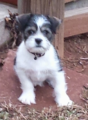 Front view - A small black and white Schnekingese puppy is sitting in dirt, in front of a wooden pole and it is looking forward.