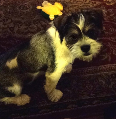 The right side of a black and white Schnekingese puppy is sitting on a rug and it is looking forward. There is a yellow toy behind it. It has wiry looking hair on its face.