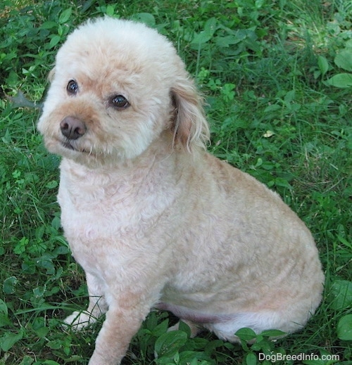 The front left side of a tan Schnoodle that is sitting in grass, it is looking up and its head is slightly turned to the right. Its coat is shaved short with longer hair on its head. It has almond shaped wide brown eyes.