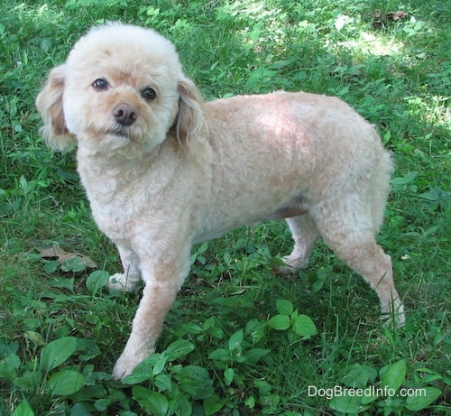 The left side of a tan Schnoodle that is standing across a field. Its head is tilted to the right, its looking up and forward. The dog has longer fuzzy hair on its head like a cotton ball and long drop ears with longer hair on them. It has a brown nose.