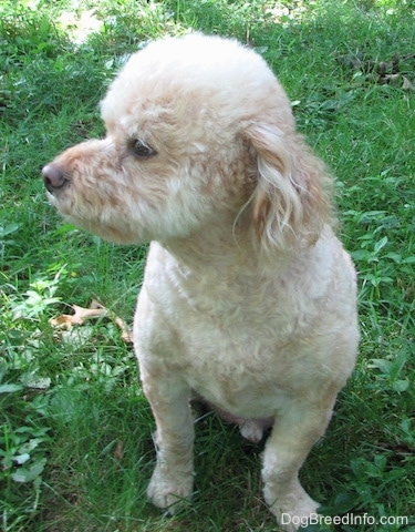 A soft looking tan Schnoodle is sitting in grass and it is looking to the left. It has longer hair on its ears.