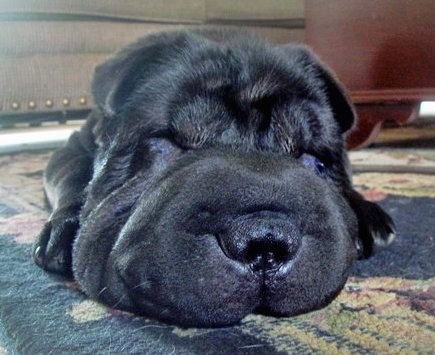 Close up - A large-headed, extra skinned, black Shar-Pei puppy is sleeping out on a rug. It has a square head, a big nose and small ears. Its slanted eyes are closed.