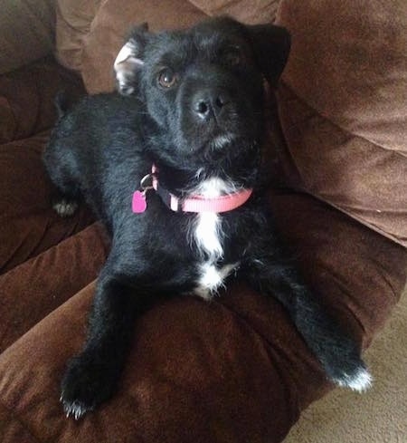 A scruffy looking black with white Shar Tzu dog is wearing a pink collar laying on a couch and it is looking up. Its left ear is flipped inside out. It has a hot pink heart shaped ID tag hanging from its collar.