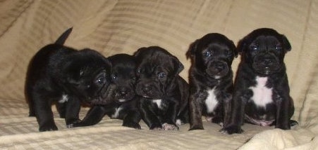 A litter of black with white Sharbo puppies that are sitting lined up in a row on a tan couch. The pups are all black with white on their chests.