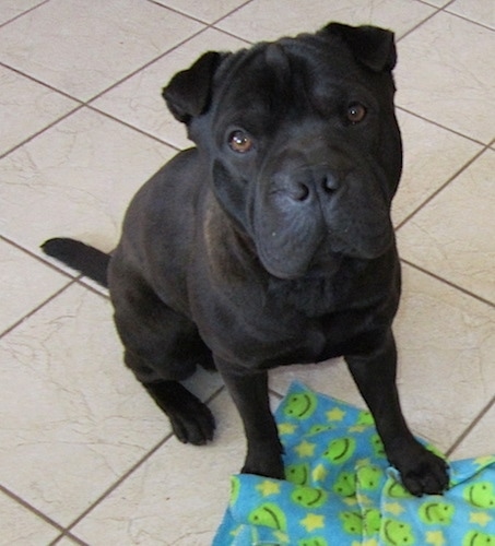 Front view - A black Sharbo is sitting on a tiled floor, it is looking up and its head is tilted to the left. The dog's body is thick and its head is square in shape. It has small ears that fold over at the tips in a triangle shape. The dog has round brown eyes.