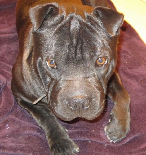 Close up front view - A shiny coated black Sharbo is laying out on a blanket and it is looking up. The dog has wrinkles on its big head.