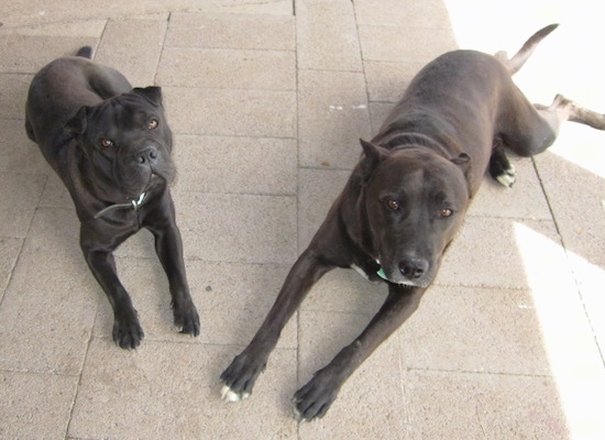 A black Sharbo dog is laying next to a larger black with white dog outside on a concrete surface.
