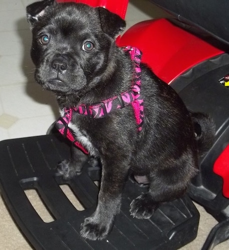 Side view - A black with white Sharbo puppy is wearing a hot pink leopard print harness sitting across a chair and it is looking forward. The dog is sitting on a black plastic thing that has a red back.