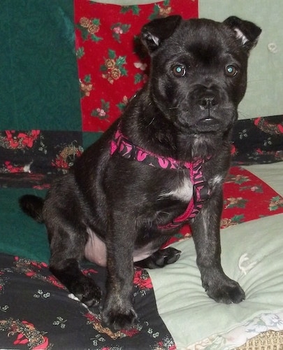 Front view - A black with white Sharbo puppy is sitting on a bed looking forward. It is wearing a pink and black harness. The pup has small ears that fold over to the front.