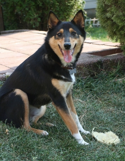 The right side of a black and tan and white Sheltie Inu dog that is looking forward. Its mouth is open and its tongue is out. There is a toy in front of it and a flag stone patio behind it.