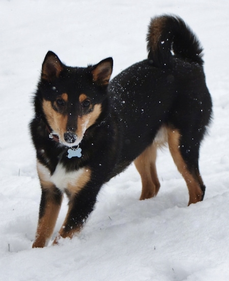 The front right side of a black, tan and white Sheltie Inu puppy that is standing in snow. It is looking forward, it is snowing and it has snow all over its face. The dog's tail is curled up over its back. It has small perk ears.
