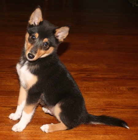 The left side of a black, tan and white Sheltie Inu puppy that is sitting on a hardwood floor looking forward and its head is tilted to the left. It has small perk ears.