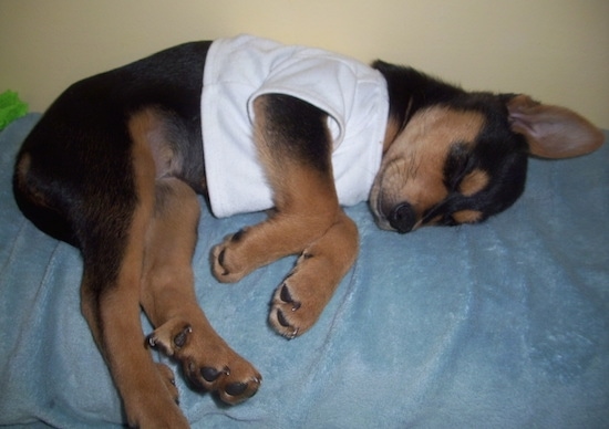 A black with tan Shepweiler puppy that is wearing a white shirt is sleeping on the back of a couch. Its ear is perked straight up.