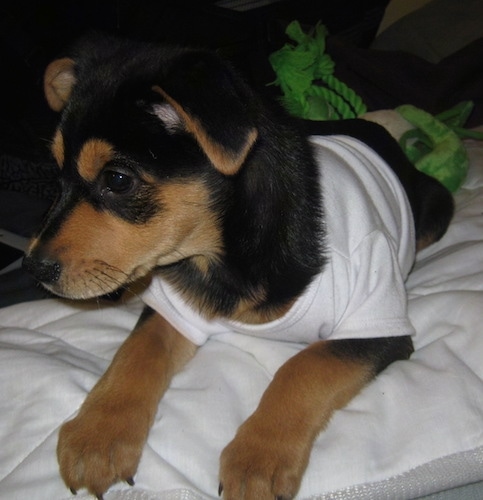 Close up front side view - A black with tan Shepweiler puppy is laying on a bed, it is wearing a white shirt and it is looking to the left. The dogs ears are folded down to its sides.