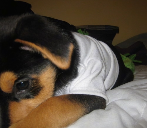 Close up - A black with tan Shepweiler puppy that is wearing a white shirt is laying down across a bed.