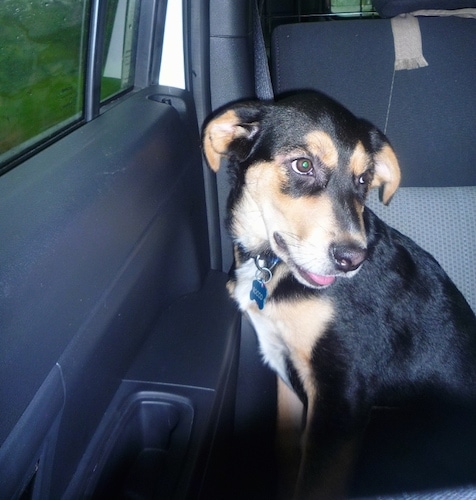 The left side of a black, tan and white Shepweiler puppy is sitting in the back passenger seat of a vehicle. It is looking to the right. Its mouth is open and tongue is slightly sticking out.