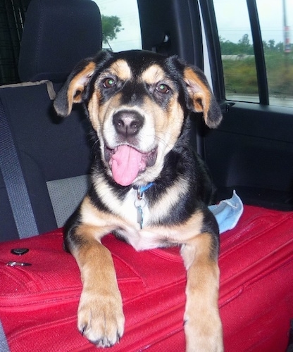 Close up front view - A black, tan and white Shepweiler puppy is laying on a red carrying case that is in the backseat of a vehicle. It is looking forward, its mouth is open, its tongue is out and it looks like it is smiling. The dog's ears are folded over to the sides.