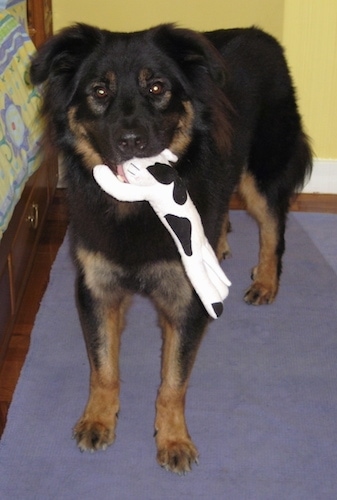 Front view - A medium-haired, black, tan and white Shepweiler dog standing on a rug and it is looking forward. It has a white and black plush cow toy in its mouth.