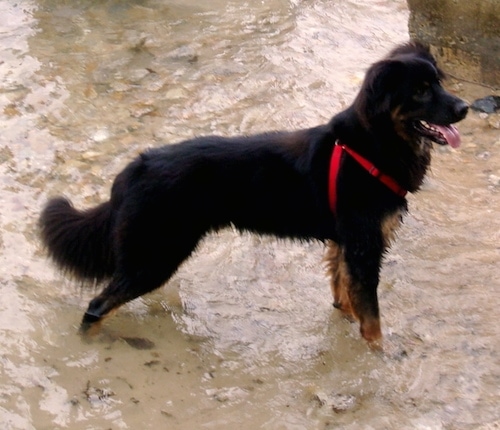 Right profile - A black, tan and white Shepweiler dog  wearing a red harness standing in a stream of water looking to the right. Its mouth is open and tongue is out.