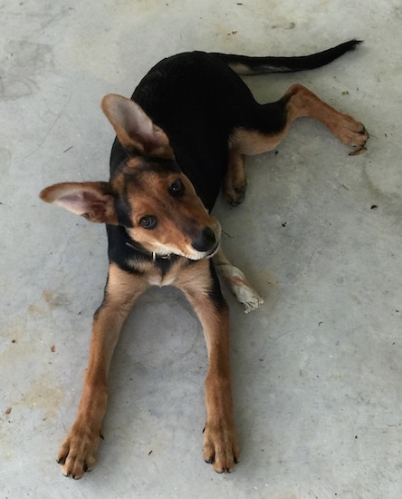 Top down view of a black with tan Shepweiler puppy that is laying on a concrete surface. It is looking up and its head is tilted to the left. It has large perk ears and a long tail.