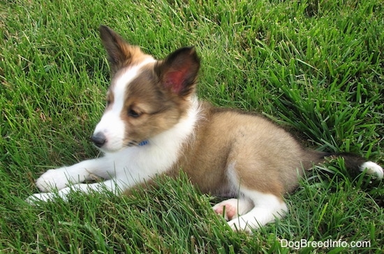 The left side of a small brown with white and black Shetland Sheepdog puppy that is laying in grass and it is looking to the left.