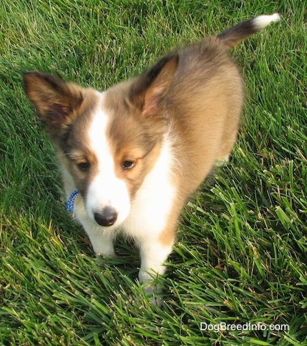 A small brown with white and black Shetland Sheepdog puppy is standing in grass and it is looking forward. The pup has large perk ears and a thin muzzle.