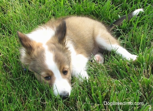 A sleepy looking brown with white and black Shetland Sheepdog puppy is laying down in grass and it is looking forward.