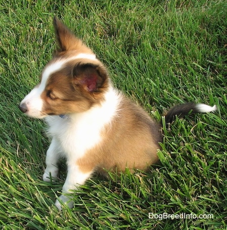 The left side of a little brown with white and black Shetland Sheepdog puppy that is sitting in grass and it is looking to the left.