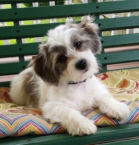 A white with grey and tan Shi-Chi puppy is laying on a pillow on a green wooden bench. Its head is tilted to the left.