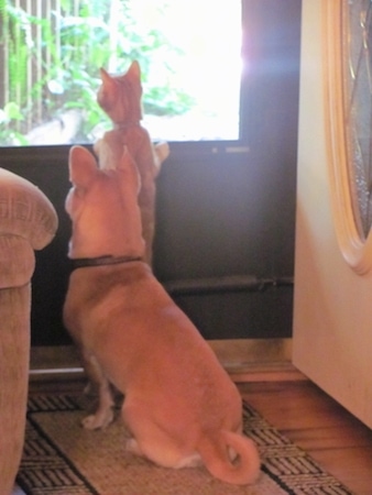A tan with white Shiba Inu/Shar Pei/Bassett Hound mix is sitting in front of a door on a rug looking outside. There is an orange cat jumped up with its front paws on the glass of the door looking out, too. 