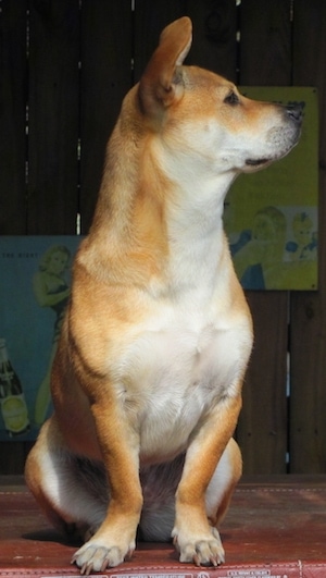 Front view - A short-legged, perk-eared, tan with white Shiba Inu/Shar Pei/Bassett Hound mix breed dog is sitting on a pillow and it is looking up and to the right.