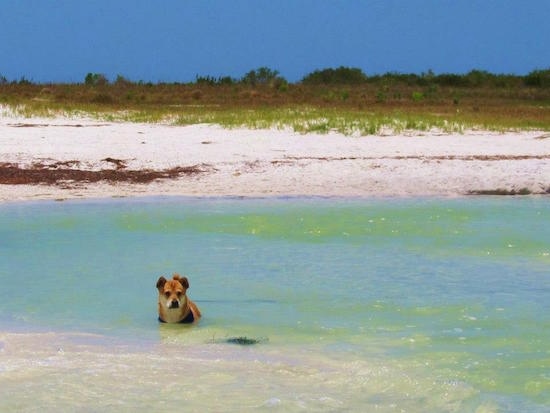 A tan with white Shiba Inu/Shar Pei/Bassett Hound mix is standing in a body of water in the background is a nice looking beach.