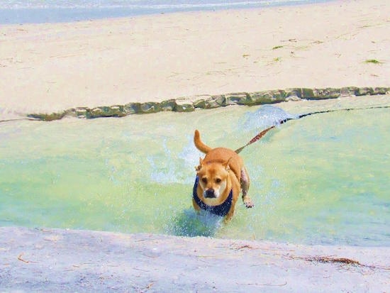 Action shot - A tan with white Shiba Inu/Shar Pei/Bassett Hound mix is running through water at a beach.